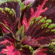 Pochvatec, Pokojová kopřiva 'Kong Red' - Coleus blumei 'Kong Red'
