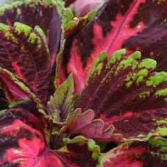 Pochvatec, Pokojová kopřiva 'Kong Red' - Coleus blumei 'Kong Red'