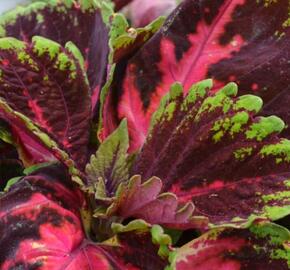 Pochvatec, Pokojová kopřiva 'Kong Red' - Coleus blumei 'Kong Red'
