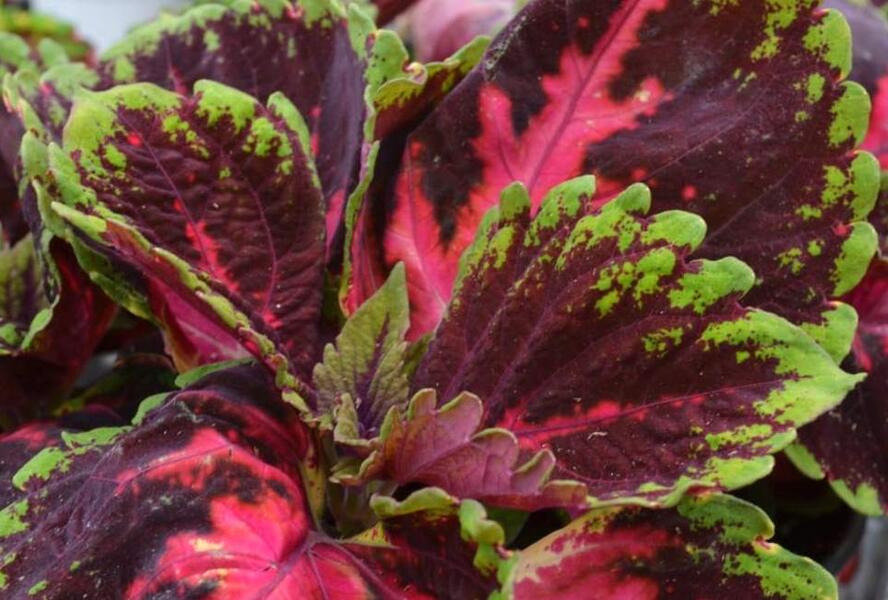 Pochvatec, Pokojová kopřiva 'Kong Red' - Coleus blumei 'Kong Red'