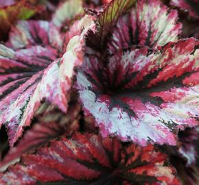 Begónie královská 'Rex Evening Glow' - Begonia hybrida 'Rex Evening Glow'