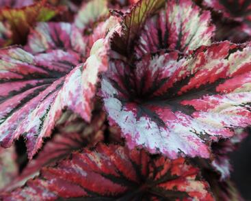 Begónie královská 'Rex Evening Glow'