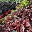 Begónie královská 'Rex Evening Glow' - Begonia hybrida 'Rex Evening Glow'