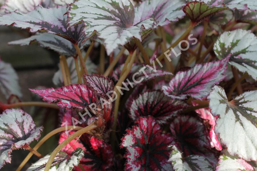 Begónie královská 'Rex Evening Glow' - Begonia hybrida 'Rex Evening Glow'
