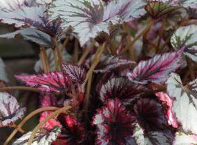 Begónie královská 'Rex Evening Glow' - Begonia hybrida 'Rex Evening Glow'