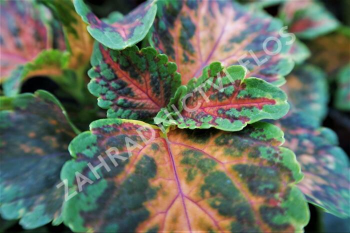 Pokojová kopřiva 'Wizzard Coral Sunrise' - Coleus blumei 'Wizzard Coral Sunrise'