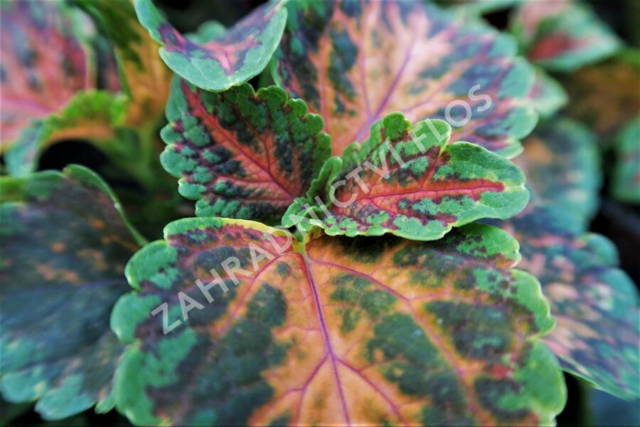 Pochvatec, Pokojová kopřiva 'Wizzard Coral Sunrise' - Coleus blumei 'Wizzard Coral Sunrise'