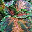 Pokojová kopřiva 'Wizzard Coral Sunrise' - Coleus blumei 'Wizzard Coral Sunrise'