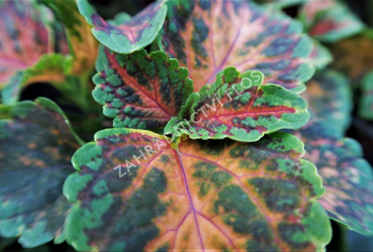 Pochvatec, Pokojová kopřiva 'Wizzard Coral Sunrise' - Coleus blumei 'Wizzard Coral Sunrise'