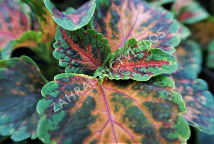 Pochvatec, Pokojová kopřiva 'Wizzard Coral Sunrise' - Coleus blumei 'Wizzard Coral Sunrise'