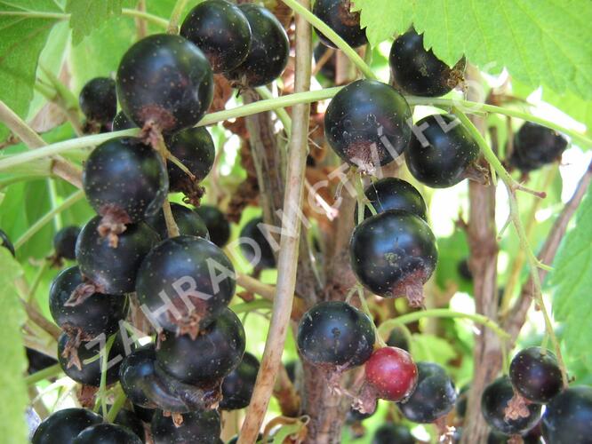 Rybíz černý 'Otelo' - Ribes nigrum 'Otelo'
