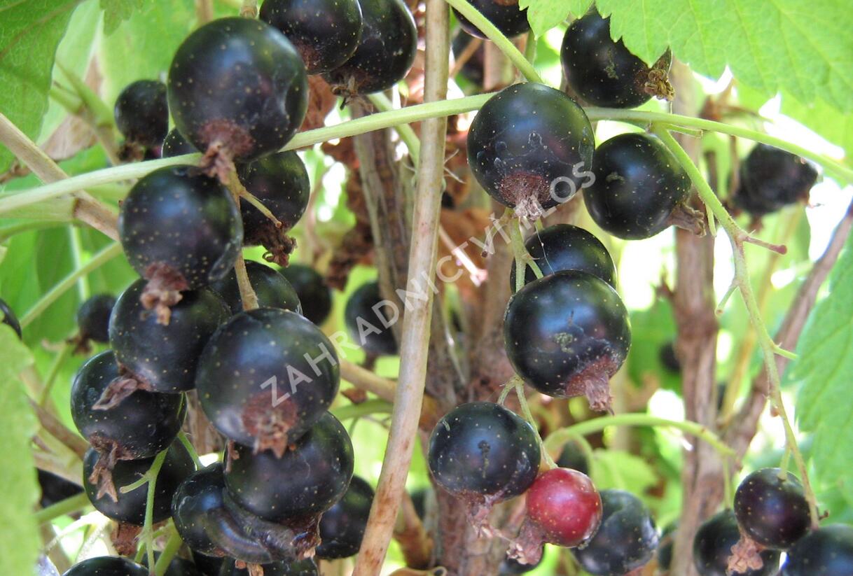 Rybíz černý 'Otelo' - Ribes nigrum 'Otelo'