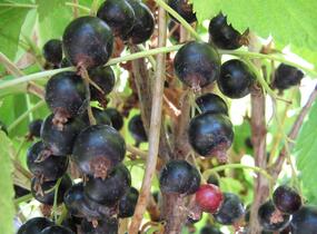 Rybíz černý 'Otelo' - Ribes nigrum 'Otelo'