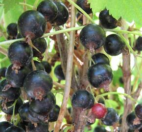 Rybíz černý 'Otelo' - Ribes nigrum 'Otelo'