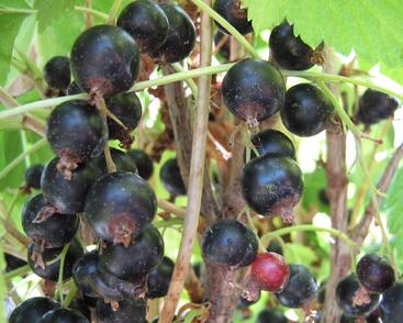 Rybíz černý 'Otelo'