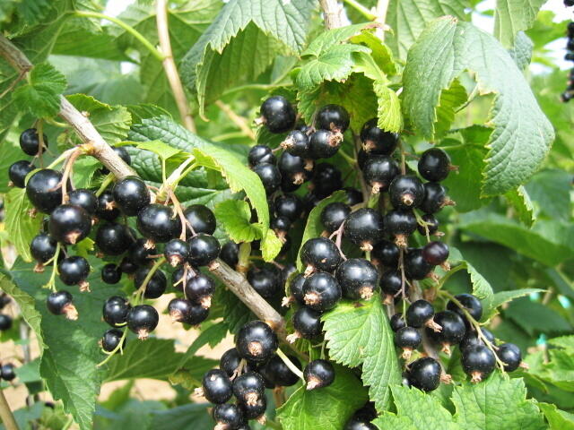 Rybíz černý 'Otelo' - Ribes nigrum 'Otelo'