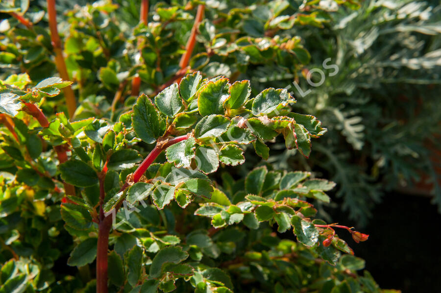 Begónie listnatá - Begonia foliosa