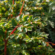 Begónie listnatá - Begonia foliosa