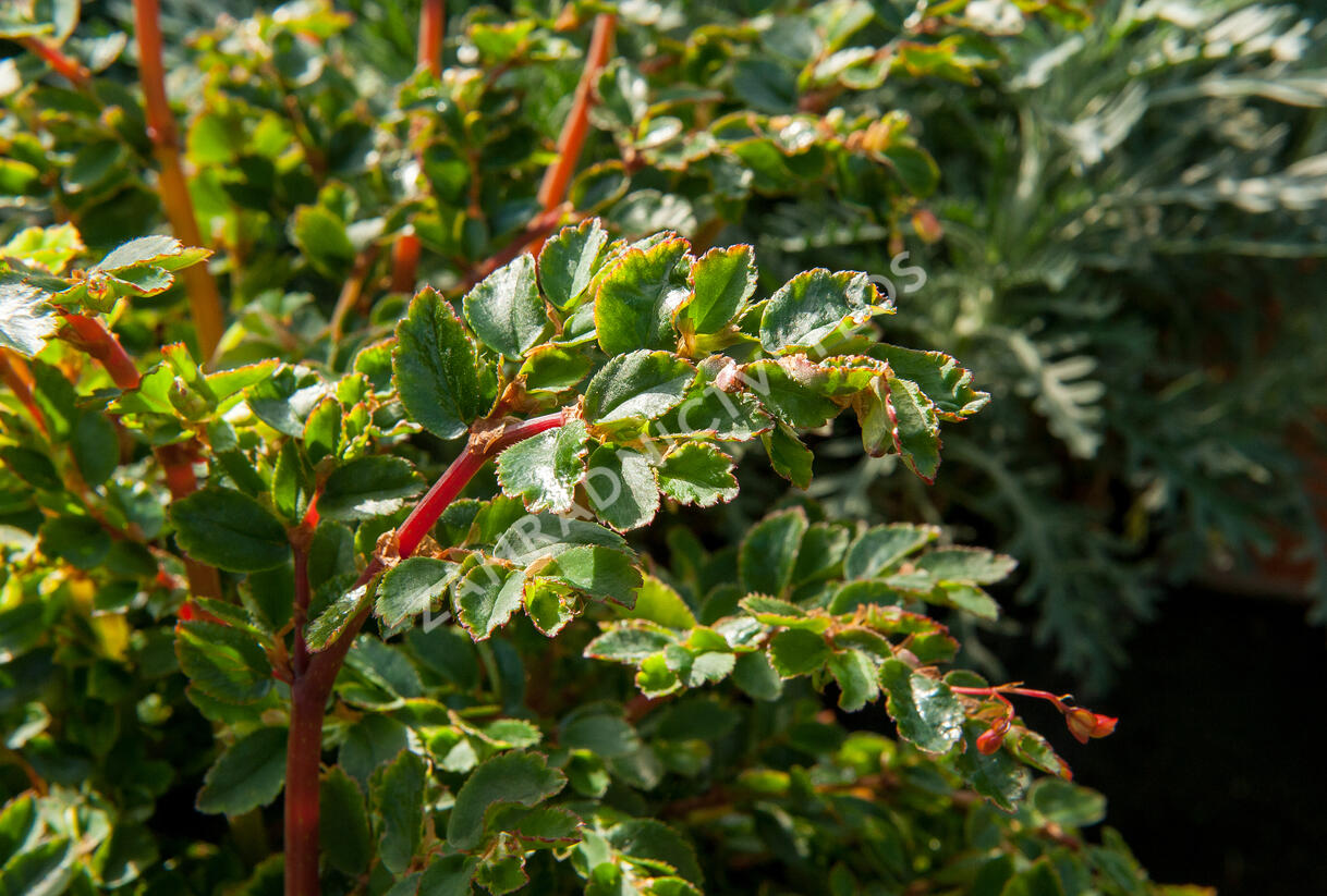 Begónie listnatá - Begonia foliosa