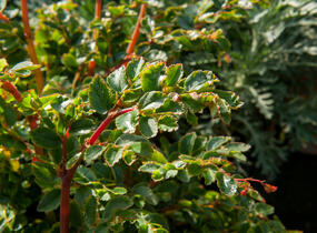 Begónie listnatá - Begonia foliosa