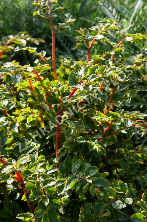 Begónie listnatá - Begonia foliosa