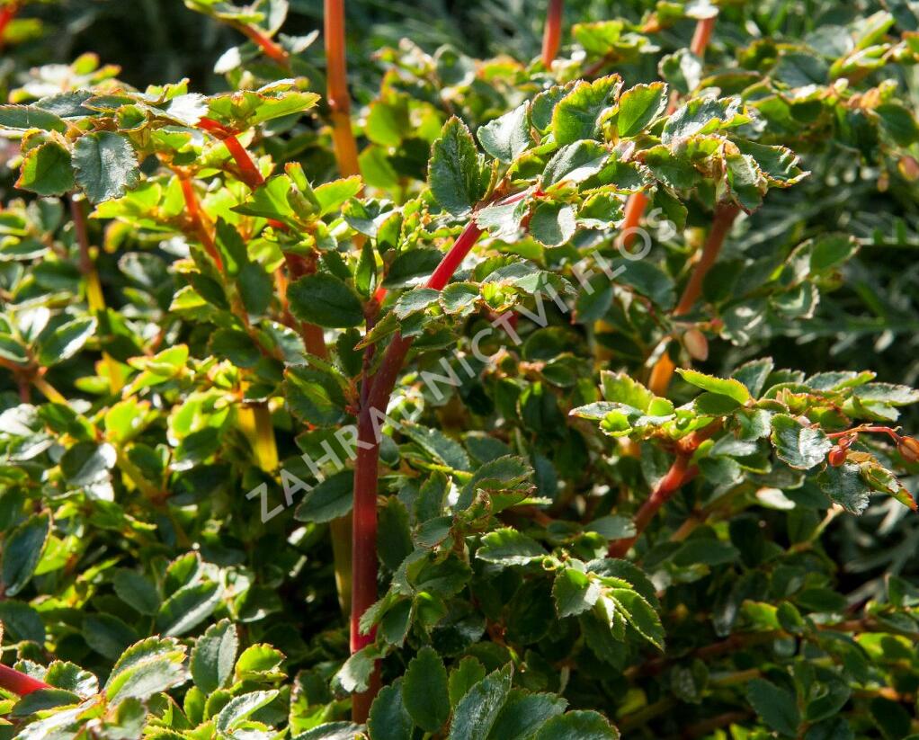 Begónie listnatá - Begonia foliosa