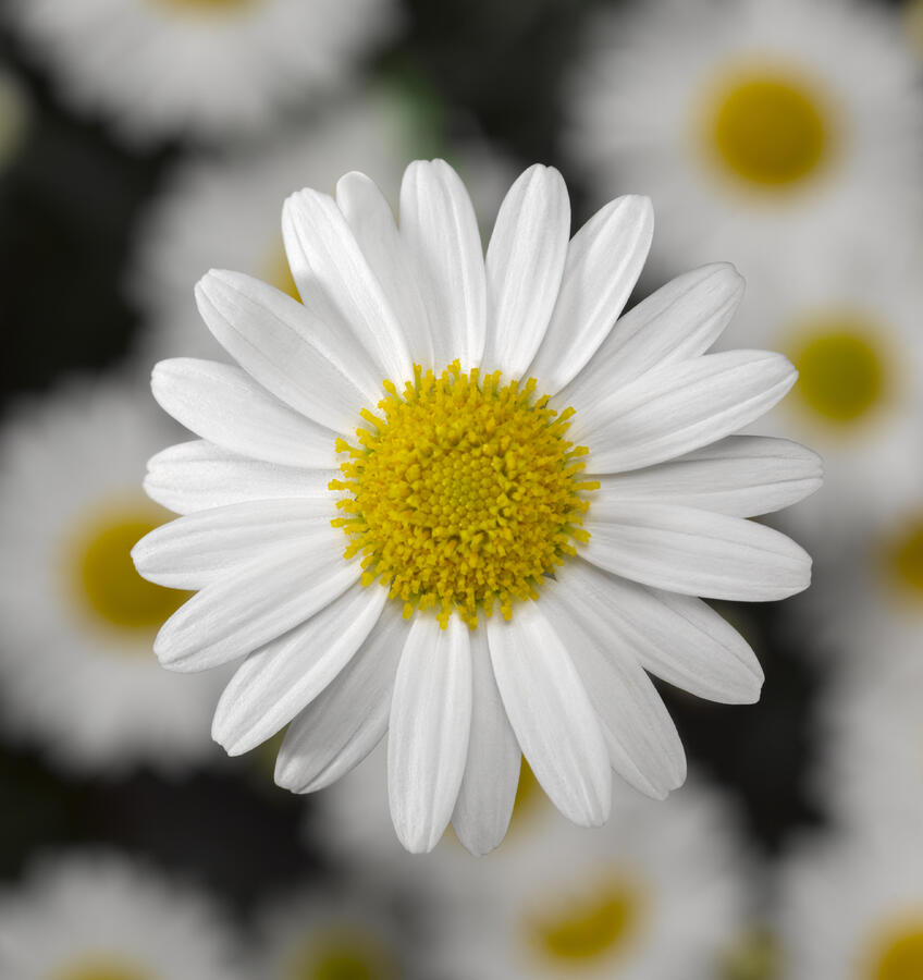 Kopretina pařížská 'Molimba White' - Argyranthemum frutescens 'Molimba White'