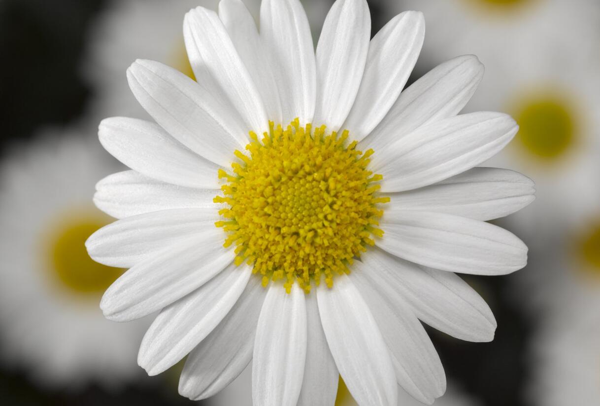 Kopretina pařížská 'Molimba White' - Argyranthemum frutescens 'Molimba White'