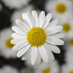 Kopretina pařížská 'Molimba White' - Argyranthemum frutescens 'Molimba White'