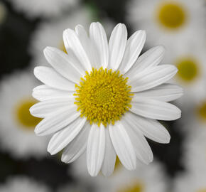 Kopretina pařížská 'Molimba White' - Argyranthemum frutescens 'Molimba White'