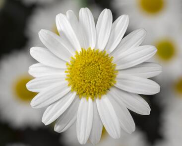 Kopretina pařížská 'Molimba White'