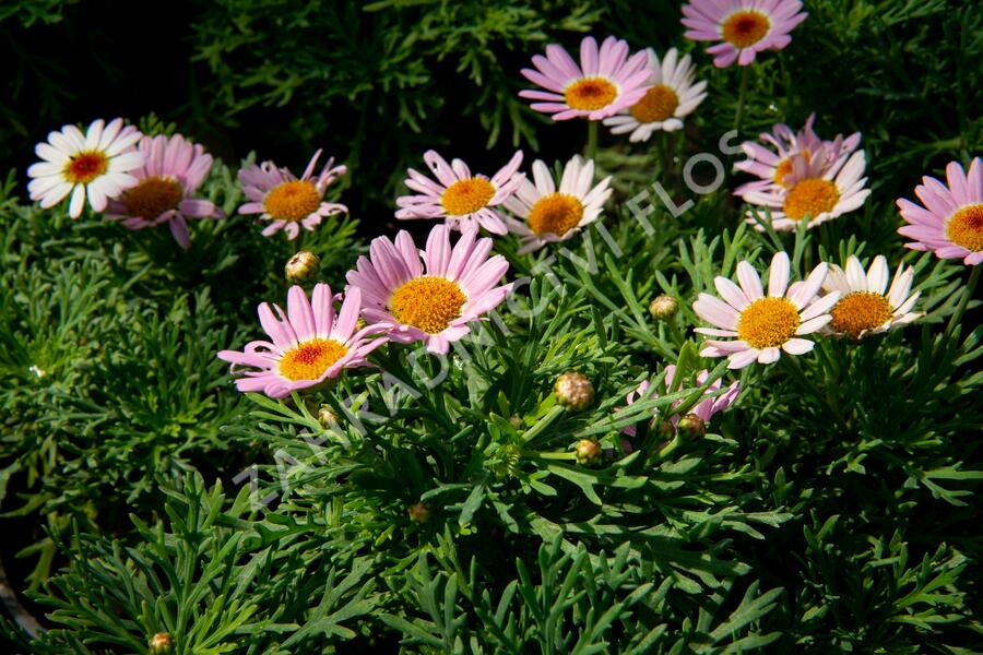 Kopretina pařížská 'Molimba Pink' - Argyranthemum frutescens 'Molimba Pink'