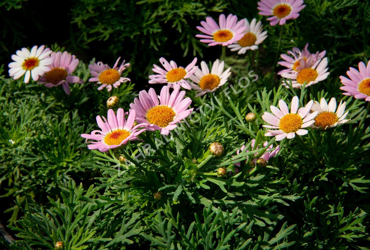 Kopretina pařížská 'Molimba Pink' - Argyranthemum frutescens 'Molimba Pink'