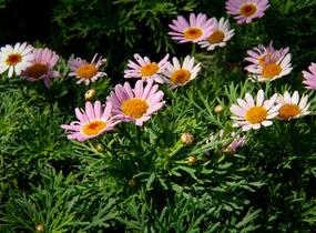 Kopretina pařížská 'Molimba Pink' - Argyranthemum frutescens 'Molimba Pink'