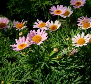 Kopretina pařížská 'Molimba Pink' - Argyranthemum frutescens 'Molimba Pink'