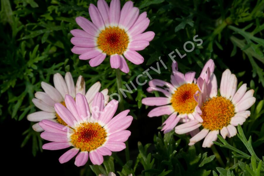 Kopretina pařížská 'Molimba Pink' - Argyranthemum frutescens 'Molimba Pink'