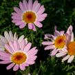 Kopretina pařížská 'Molimba Pink' - Argyranthemum frutescens 'Molimba Pink'