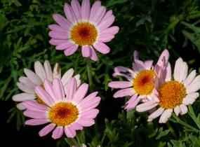 Kopretina pařížská 'Molimba Pink' - Argyranthemum frutescens 'Molimba Pink'