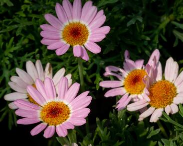 Kopretina pařížská 'Molimba Pink'