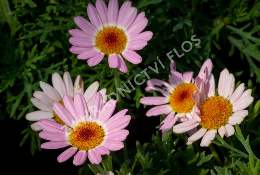 Kopretina pařížská 'Molimba Pink' - Argyranthemum frutescens 'Molimba Pink'