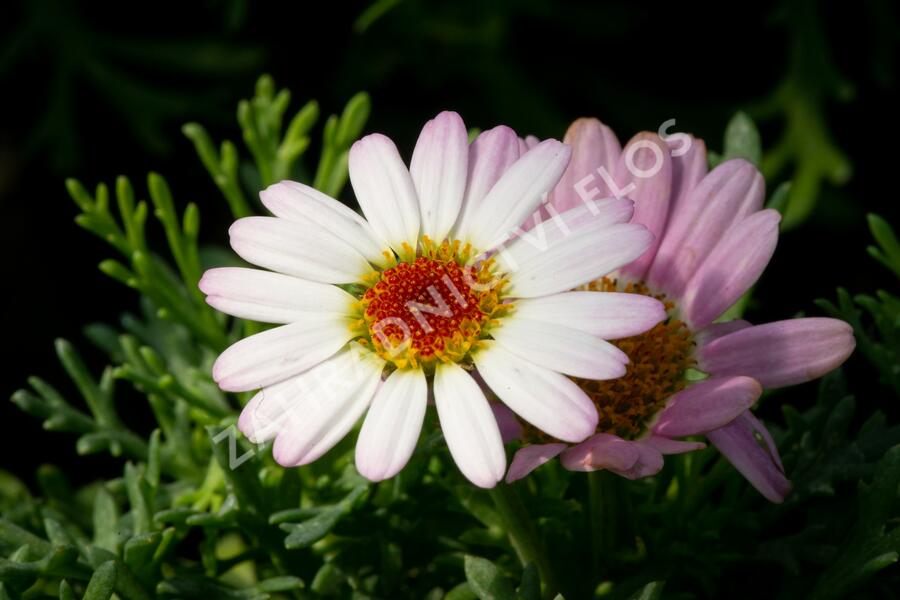 Kopretina pařížská 'Molimba Pink' - Argyranthemum frutescens 'Molimba Pink'