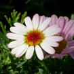 Kopretina pařížská 'Molimba Pink' - Argyranthemum frutescens 'Molimba Pink'