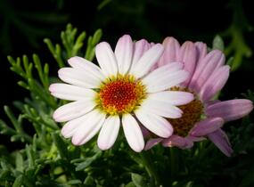 Kopretina pařížská 'Molimba Pink' - Argyranthemum frutescens 'Molimba Pink'