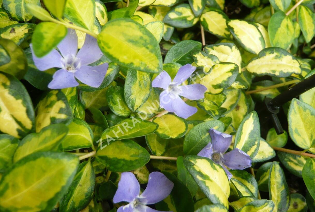 Barvínek menší 'Imagine' - Vinca minor 'Imagine'