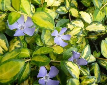 Barvínek menší 'Imagine'