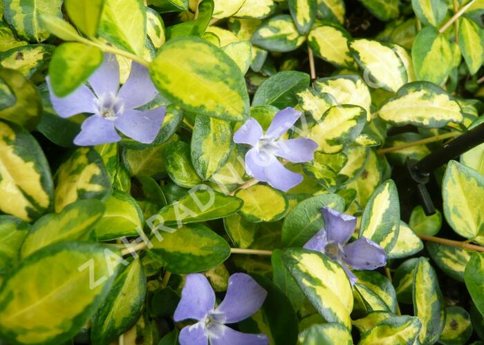 Barvínek menší 'Imagine' - Vinca minor 'Imagine'
