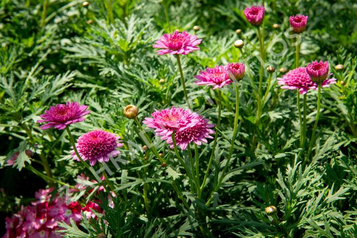 Kopretina pařížská 'Molimba Double Deep Rose' - Argyranthemum frutescens 'Molimba Double Deep Rose'