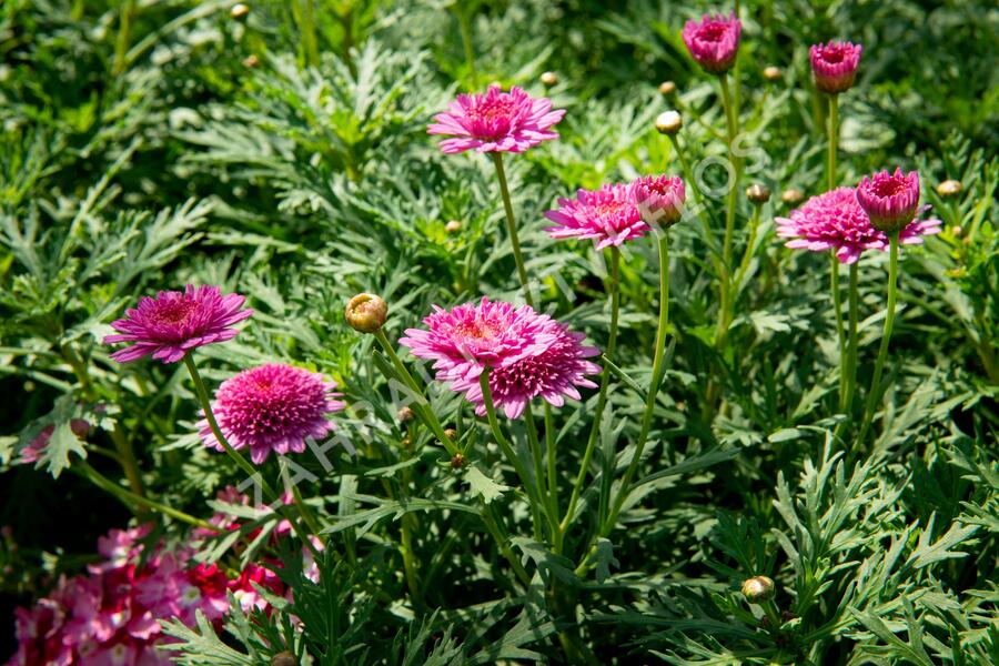 Kopretina pařížská 'Molimba Double Deep Rose' - Argyranthemum frutescens 'Molimba Double Deep Rose'