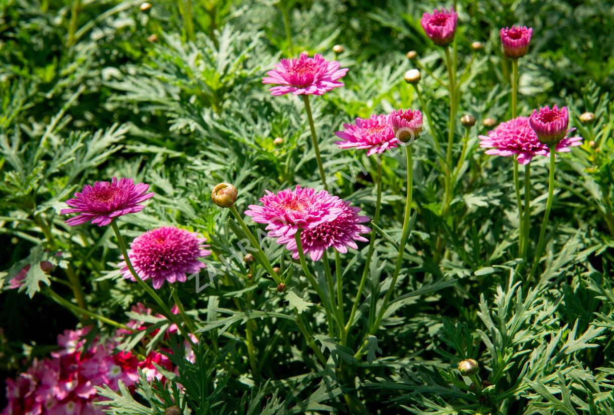 Kopretina pařížská 'Molimba Double Deep Rose' - Argyranthemum frutescens 'Molimba Double Deep Rose'
