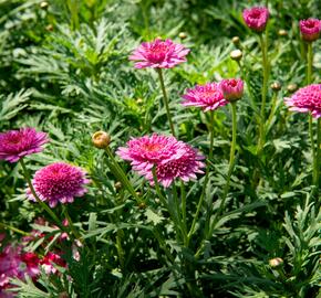 Kopretina pařížská 'Molimba Double Deep Rose' - Argyranthemum frutescens 'Molimba Double Deep Rose'